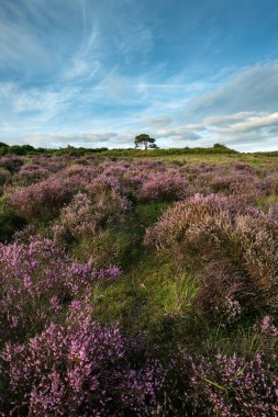 New Forest Ulusal Parkı İngiltere'de Bratley görünümünün güzel yaz günbatımı manzara resmi 