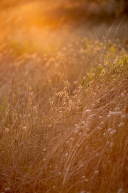 Dün akşam güneş ışığı kum tepeleri ve çim plaj manzara günbatımı yaz ışınları