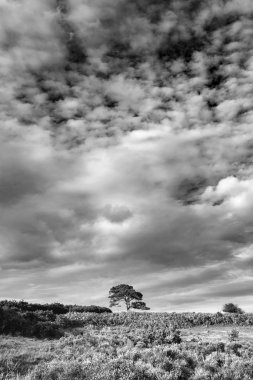 Bratley görünümünün New Forest Ulusal Parkı İngiltere'de siyah beyaz görüntü güzel yaz günbatımı manzara resmi