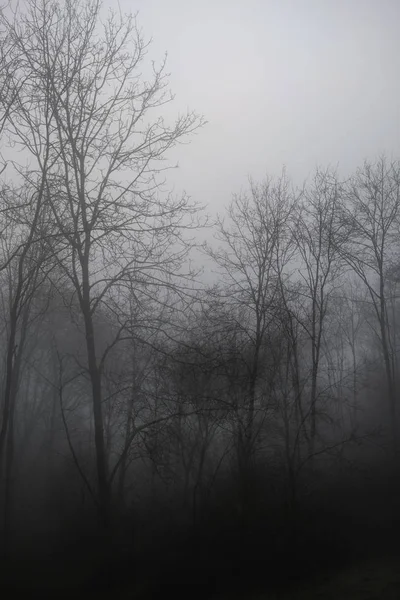 Dramatic Moody Foggy Forest Landscape Spring Autumn Fall — Stock Photo, Image