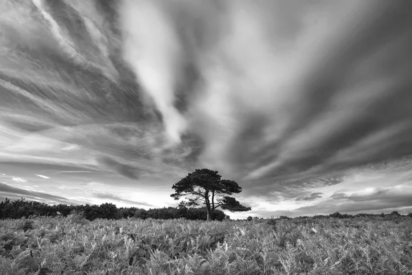 Beautiful Summer Sunset Landscape Image Bratley View New Forest National — Stock Photo, Image