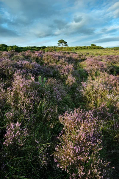 Beautiful Summer Sunset Landscape Image Bratley View New Forest National — Stock Photo, Image