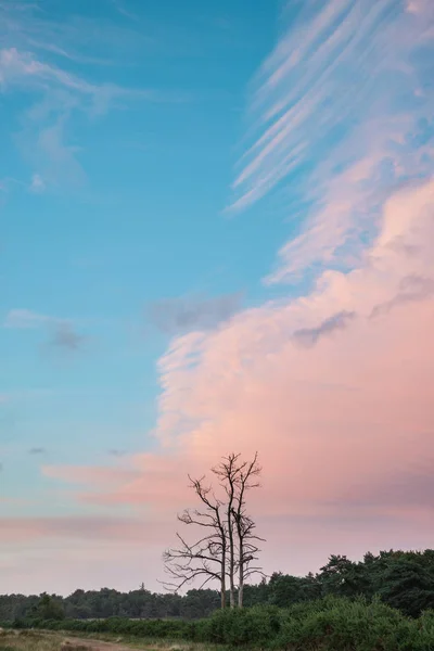 英語田舎鮮やかな色でアッシュ ダウン フォレストの美しい夏の日没の風景画像 — ストック写真