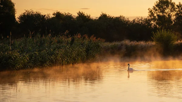 レッチレード テムズ英国コッツウォルズの田園風景にゆっくりと霧の川で白鳥でテムズ川の美しい日の出の風景画像 — ストック写真