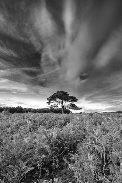 Летний Пейзаж Закатом Национальном Парке Нью Форест Англии — стоковое фото
