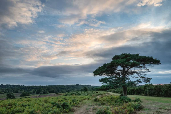 Vacker Sommar Solnedgång Landskapet Bilden Bratley Visa New Forest National — Stockfoto