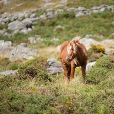 Vahşi Pony Snowdonia peyzaj sonbaharın güzel görüntü