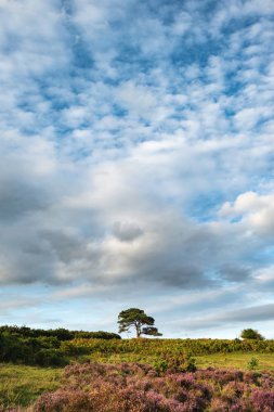 New Forest Ulusal Parkı İngiltere'de Bratley görünümünün güzel yaz günbatımı manzara resmi 