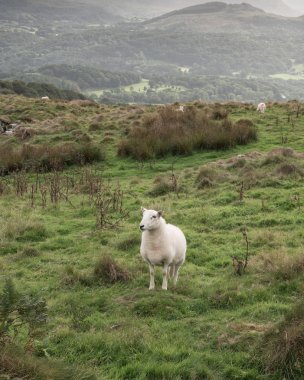 Uçurumun yürüyüş sırasında Eylül ayında yağmurlu öğleden sonra Barmouth ve Coed-y-Brenin orman bakan Snowdonia içinde gelen görünümünün güzel manzara resmi