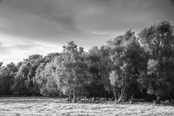 Hermosa Imagen Del Paisaje Verano Atardecer Ashdown Forest Campo Inglés — Foto de Stock