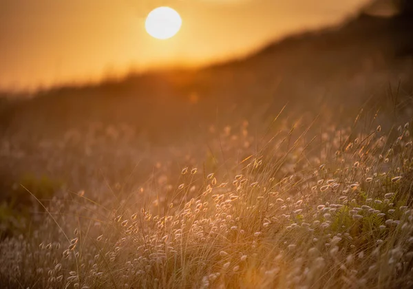 最後夕日夏光線太陽の砂丘とビーチの風景の中の草を光の夜 — ストック写真