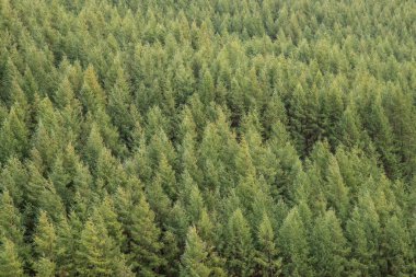 Uçurumun yürüyüş sırasında Eylül ayında yağmurlu öğleden sonra Barmouth ve Coed-y-Brenin orman bakan Snowdonia içinde gelen görünümünün güzel manzara resmi
