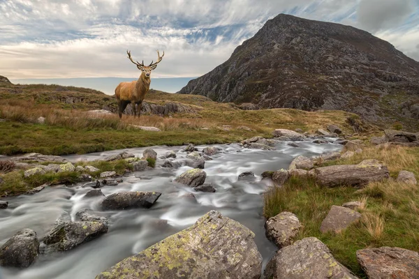 Landscape Image Red Deer Stag River Flowing Mountain Range Autumn — Stock Photo, Image