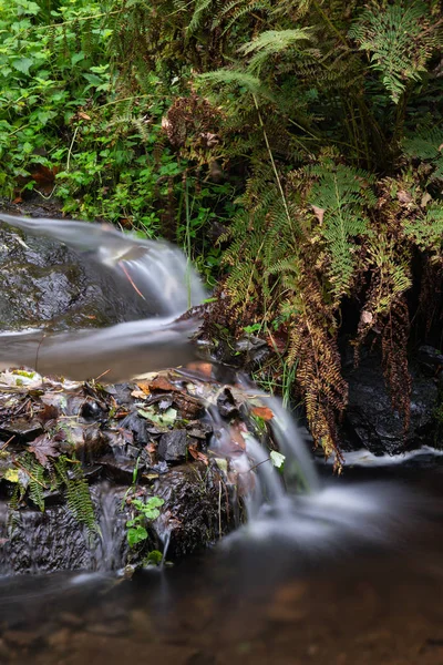 Schöne Detailaufnahme Des Flusses Der Über Kleine Felsen Und Laub — Stockfoto