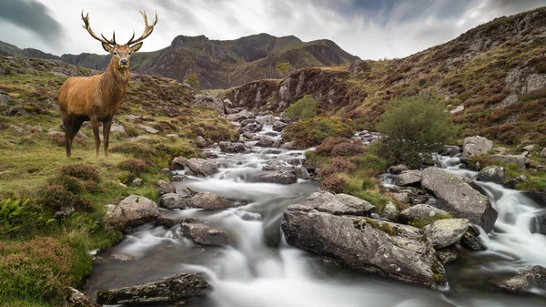 Landscape Image Red Deer Stag River Flowing Mountain Range Autumn — Stock Photo, Image