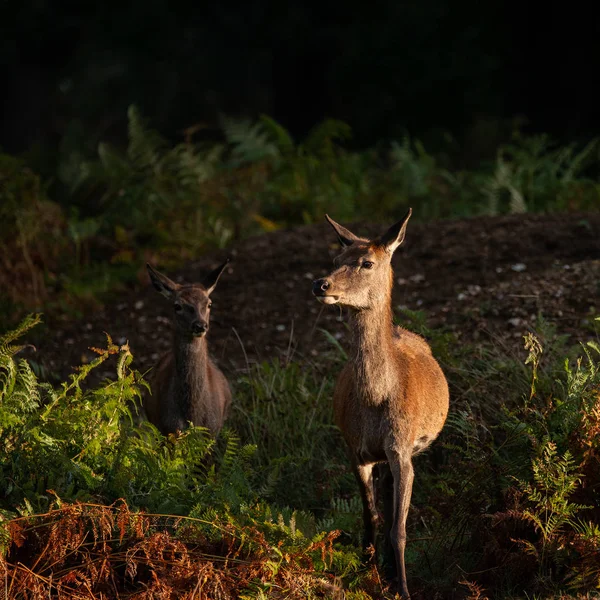 Hermoso Retrato Ciervos Rojos Colorido Paisaje Del Bosque Otoño — Foto de Stock