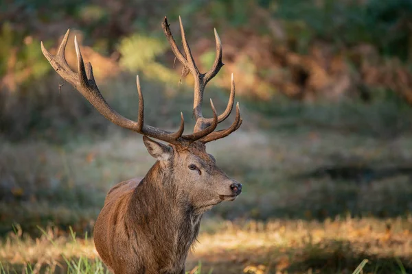 드디어 Cervus Elaphus 다채로운가을 풍경에서의 초상화 — 스톡 사진