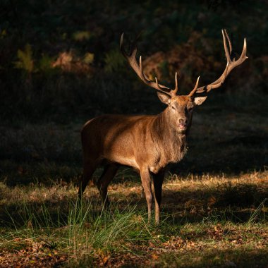 Kızıl geyik geyik Cervus Elaphus renkli sonbahar sonbahar ormanlık peyzaj çarpıcı portresi