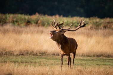 Kızıl geyik geyik Cervus Elaphus renkli sonbahar sonbahar ormanlık peyzaj çarpıcı portresi