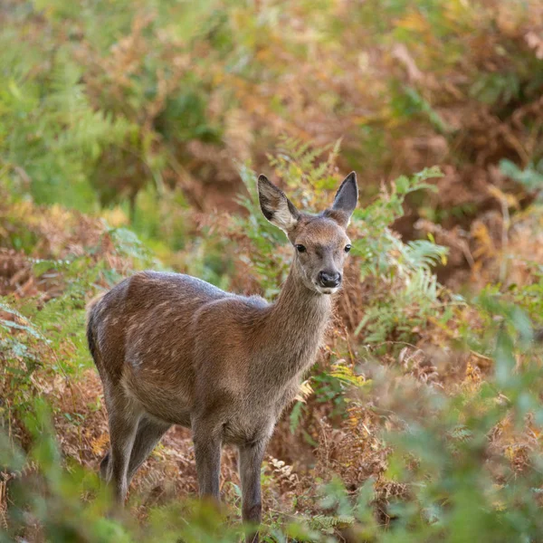 Beau Portrait Cerf Rouge Derrière Dans Paysage Forestier Automne Coloré — Photo