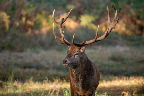 Impresionante Retrato Ciervo Rojo Ciervo Cervus Elaphus Colorido Otoño Paisaje — Foto de Stock