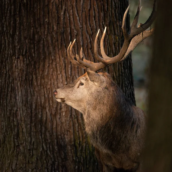 Retrato Deslumbrante Veado Vermelho Cervus Elaphus Paisagem Colorida Outono Outono — Fotografia de Stock