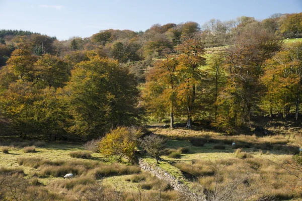 Belle Forêt Automne Dynamique Dartmoor Avec Magnifiques Arbres Frappant Lumière — Photo