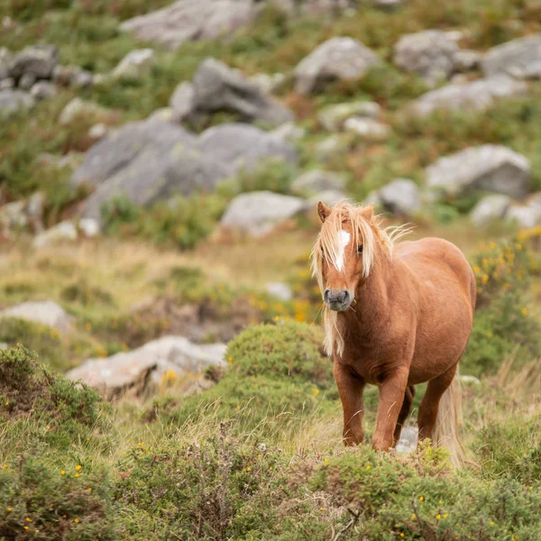 Mooi Beeld Van Wilde Pony Snowdonia Landschap Herfst — Stockfoto
