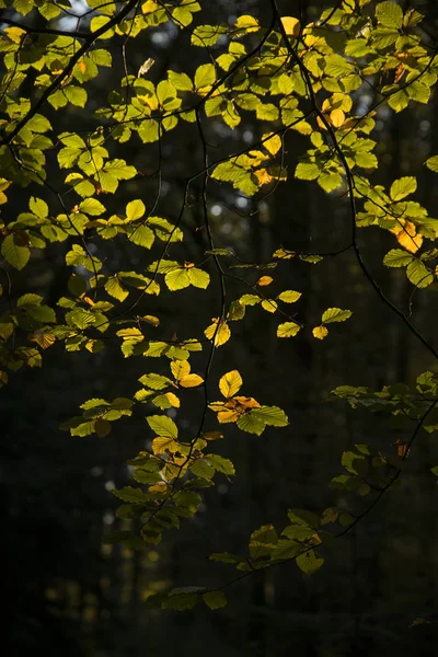 Impressionante Vibrante Outono Queda Árvores Cor Outono Nova Floresta Inglaterra — Fotografia de Stock