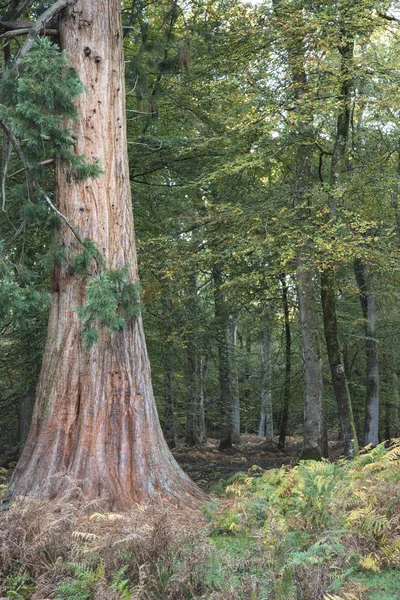 Prachtige Levendige Autumn Fall Kleuren Bomen Herfst New Forest Engeland — Stockfoto