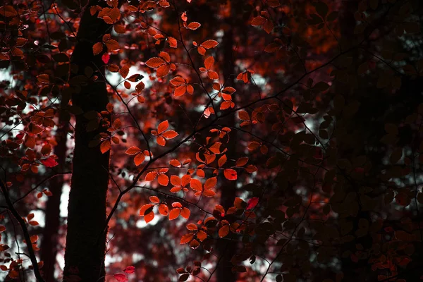 Atemberaubende Falsche Rote Herbst Herbst Bäume Herbst Farbe Neuen Wald — Stockfoto