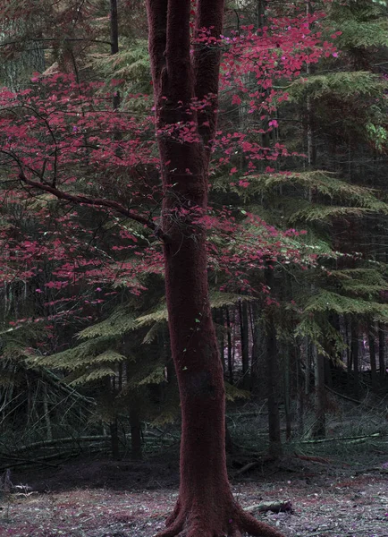 令人惊叹的假红色秋天秋天的树木在秋天的颜色在英国的新森林与美丽的阳光使颜色在黑暗的背景行 — 图库照片