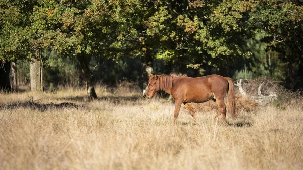 美丽的新森林小马在秋天林地景观与充满活力的秋天的颜色周围 — 图库照片
