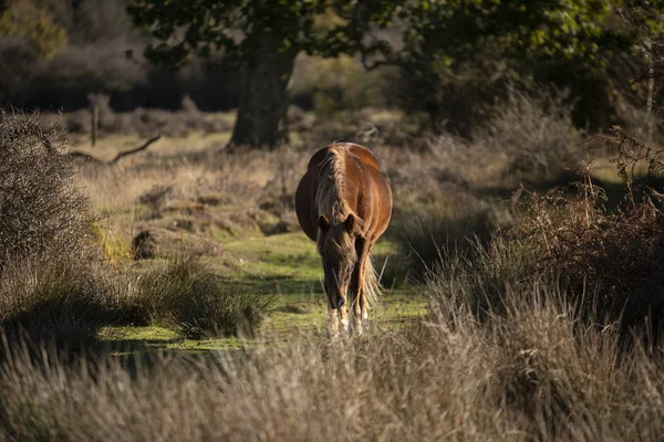 Vackra New Forest Ponny Höst Skogsmark Landskap Med Pulserande Höst — Stockfoto