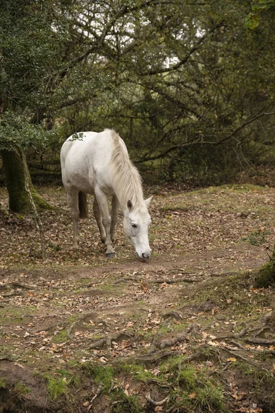 Hermoso Pony New Forest Paisaje Del Bosque Otoño Con Vibrante —  Fotos de Stock