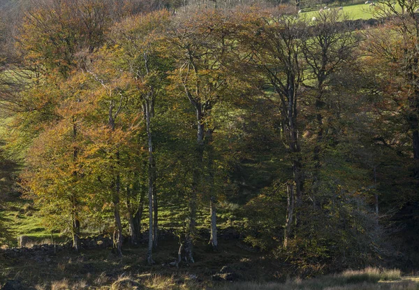 Piękne Żywe Jesień Jesień Las Lasy Dartmoor Wspaniałe Światło Słoneczne — Zdjęcie stockowe