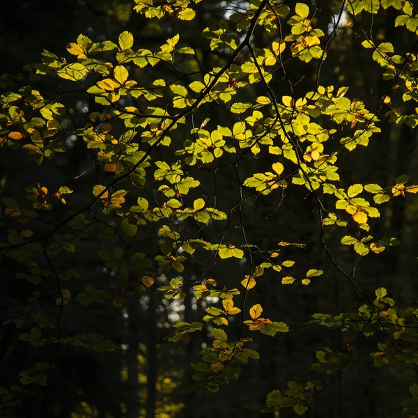 Stunning Vibrant Autumn Fall Trees Fall Color New Forest England — Stock Photo, Image