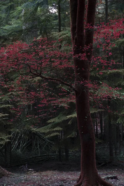 Impressionante Falso Vermelho Outono Queda Árvores Cor Outono Nova Floresta — Fotografia de Stock