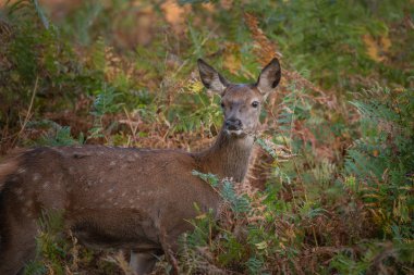 Güzel kızıl geyik hind renkli sonbahar orman ortamındaki portresi