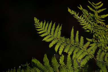 Siyah arka plan karşı sun tarafından fern ormandaki güzel samimi manzara ayrıntılı görüntü yaktı