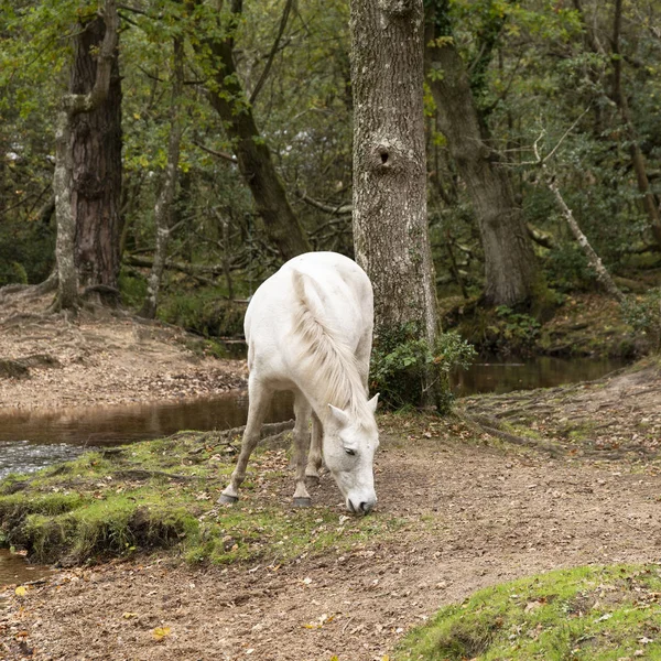 Hermoso Pony New Forest Paisaje Del Bosque Otoño Con Vibrante —  Fotos de Stock