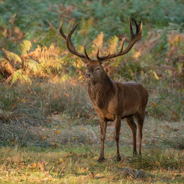 Stunning Portrait Red Deer Stag Cervus Elaphus Colorful Autumn Fall — Stock Photo, Image