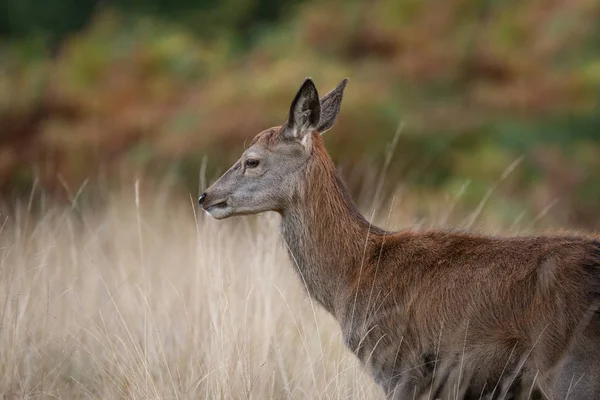 Piękny Portret Hind Red Deer Kolorowe Jesień Las Krajobraz — Zdjęcie stockowe