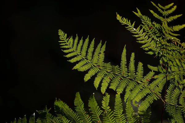 美丽的亲密景观详细图像蕨在森林点燃的阳光对黑色背景 — 图库照片