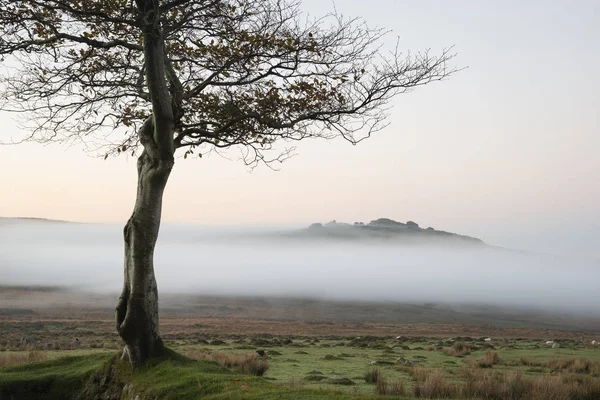 Lenyűgöző Táj Ködös Napkelte Tors Dartmoor Tanulságos Csúcsok Ködben — Stock Fotó