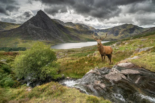 Manzara resim kızıl geyik geyik sonbaharda dağ silsilesi akan ırmak