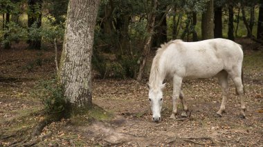 Güzel yeni orman midilli ile canlı sonbahar sonbahar orman ortamındaki renk her yerde