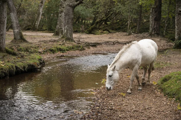 Hermoso Pony New Forest Paisaje Del Bosque Otoño Con Vibrante — Foto de Stock