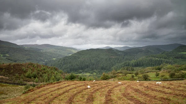 Uçurumun Yürüyüş Sırasında Eylül Ayında Yağmurlu Öğleden Sonra Barmouth Coed — Stok fotoğraf