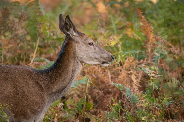 Beau Portrait Cerf Rouge Derrière Dans Paysage Forestier Automne Coloré — Photo